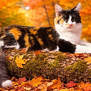 Smores joined the competition — help win amazing prizes! cat, calico_cat, animal, feline, autumn, fall_leaves, forest, nature, log, moss, outdoor, wildlife, cute, fur, whiskers, tail, relaxed, seasonal, colorful, scenery