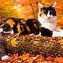 cat, calico_cat, animal, feline, autumn, fall_leaves, forest, nature, log, moss, outdoor, wildlife, cute, fur, whiskers, tail, relaxed, seasonal, colorful, scenery
