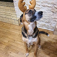 Aslo participe au concours pour gagner de l'argent avec cette photo : dog, reindeer_antlers, costume, pet, indoor, wooden_floor, stone_wall, brown_fur, black_fur, white_fur, collar, sitting, looking_up, ears, tail, animal, holiday, christmas, cute, domestic_animal