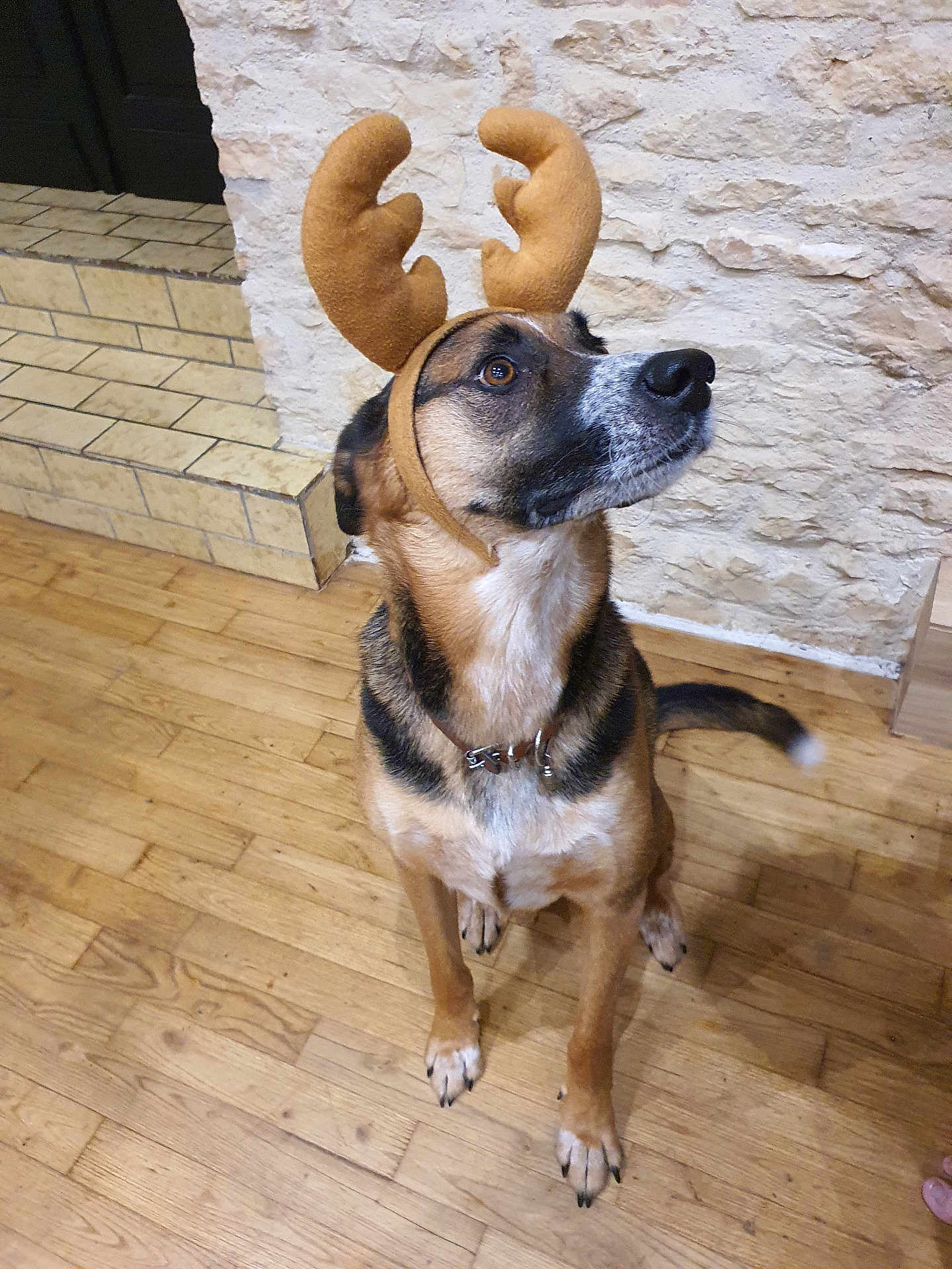 Aslo participe au concours pour gagner de l'argent avec cette photo : dog, reindeer_antlers, costume, pet, indoor, wooden_floor, stone_wall, brown_fur, black_fur, white_fur, collar, sitting, looking_up, ears, tail, animal, holiday, christmas, cute, domestic_animal