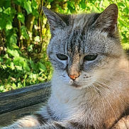 Wodka participe au concours pour gagner de l'argent avec cette photo : cat, animal, pet, fur, whiskers, close_up, outdoor, nature, greenery, wood, sunlight, relaxing, mammal, feline, portrait, sleepy, leaves, daylight, resting, calm