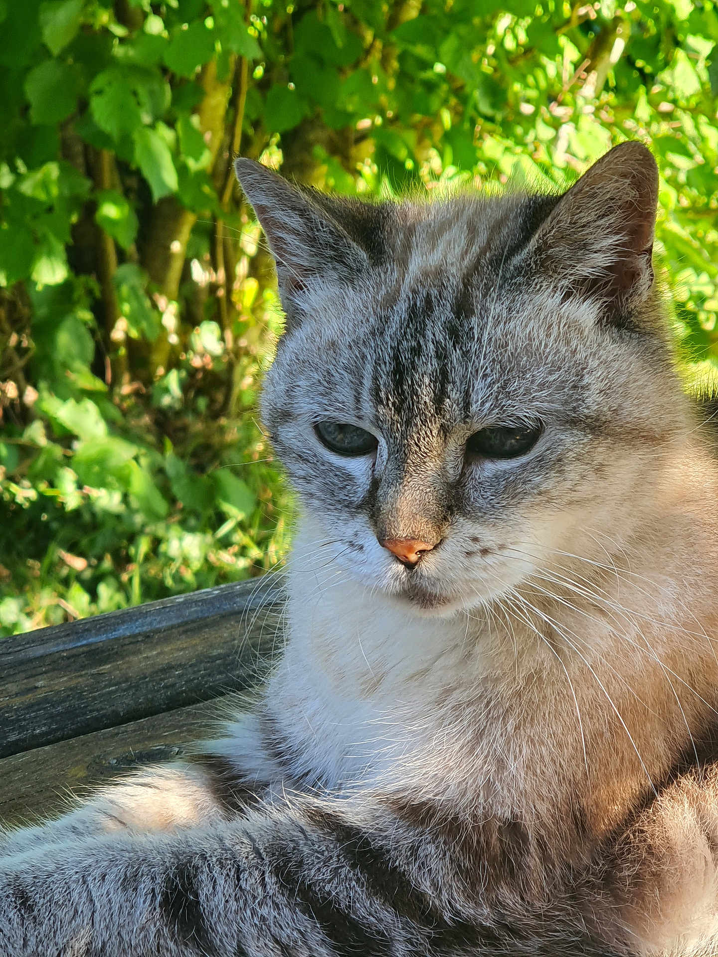Wodka participe au concours pour gagner de l'argent avec cette photo : cat, animal, pet, fur, whiskers, close_up, outdoor, nature, greenery, wood, sunlight, relaxing, mammal, feline, portrait, sleepy, leaves, daylight, resting, calm