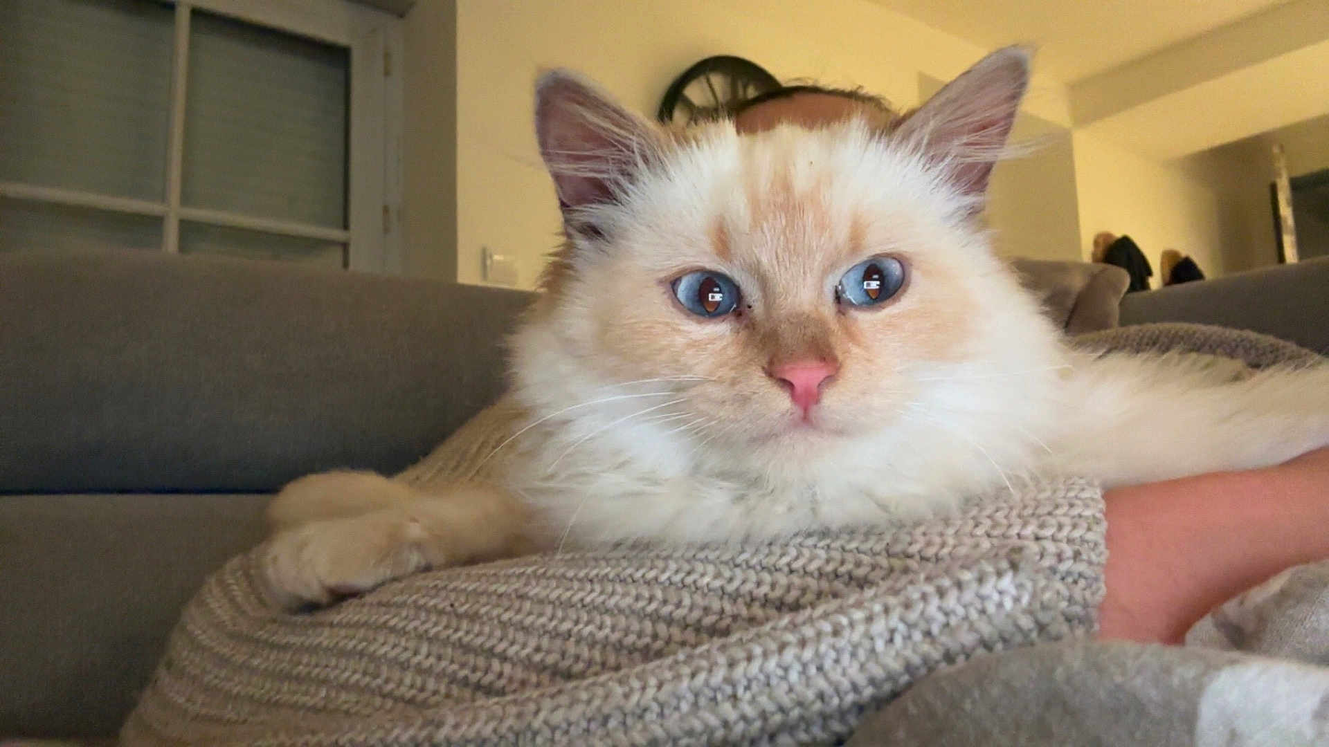 Abricot a rejoint le concours — aidez-le/la à gagner de superbes lots ! cat, blue_eyes, fluffy, knitted_blanket, indoor, cozy, couch, cream_color, pet, close_up, fur, relaxed, home, animal, whiskers, pink_nose, ear, feline, comfort, resting