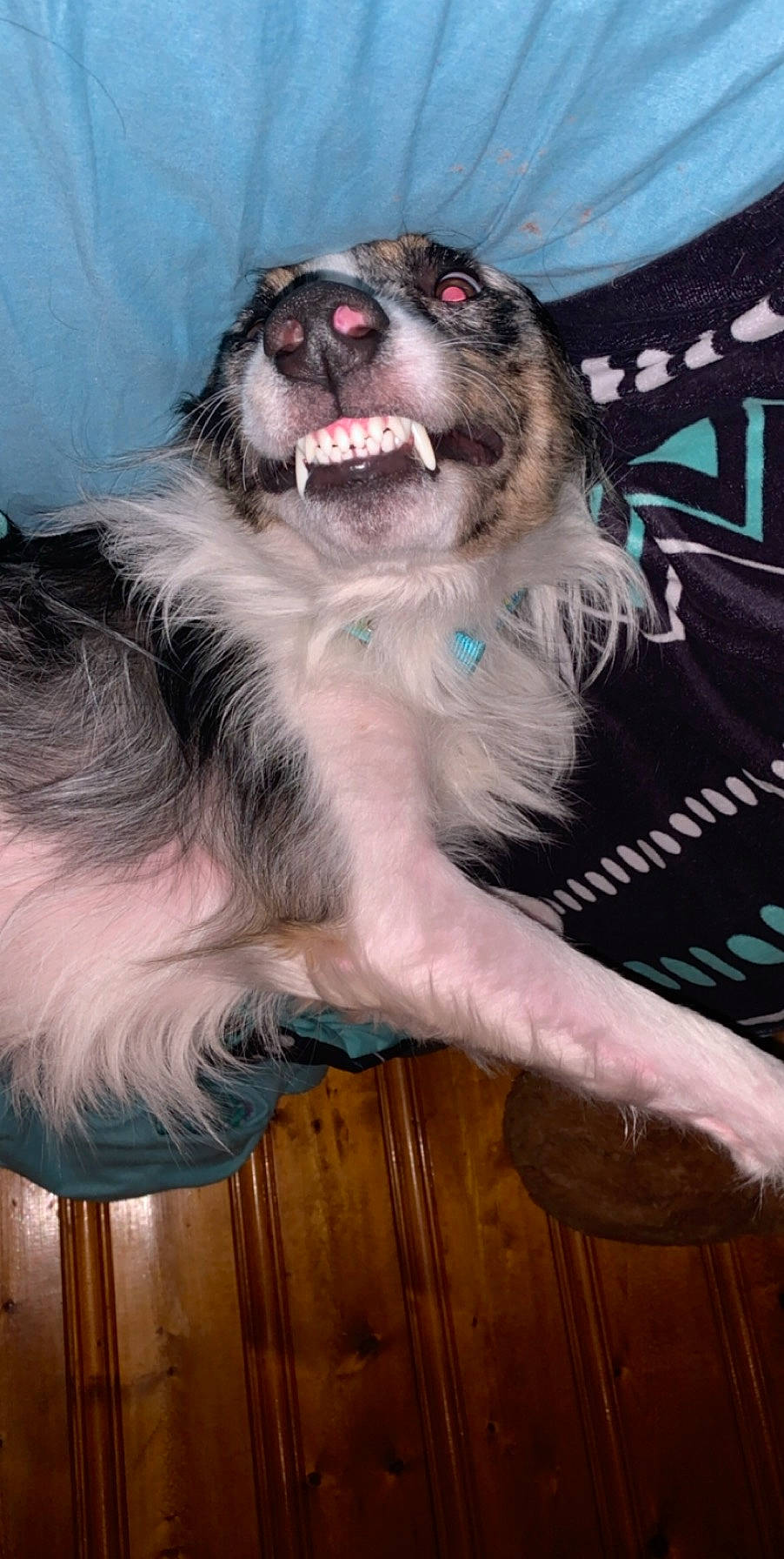 Dempsey is registered to the contest to win money with this photo: australian_shepherd, canidae, carnivore, companion_dog, dog, dog_breed, mammal, snout, sporting_group