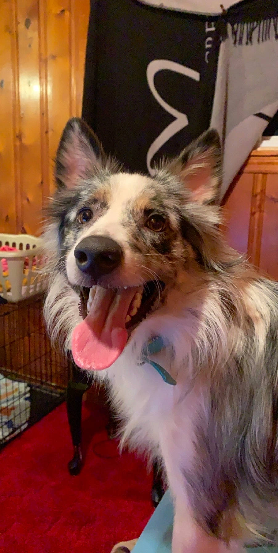 Dempsey joined the competition — help win amazing prizes! australian_collie, australian_shepherd, border_collie, canidae, carnivore, companion_dog, dog, dog_breed, koolie, mammal, miniature_australian_shepherd, rare_breed_dog, shetland_sheepdog, snout, vertebrate, working_dog