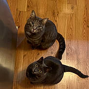 Casey And Kelly is registered to the contest to win money with this photo: cat, cats, indoor, wooden_floor, looking_up, curious, pets, feline, two_animals, domestic, animal, whiskers, ears, tail, flooring, mammal, eyes, fur, companions, cute