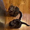 cat, cats, indoor, wooden_floor, looking_up, curious, pets, feline, two_animals, domestic, animal, whiskers, ears, tail, flooring, mammal, eyes, fur, companions, cute