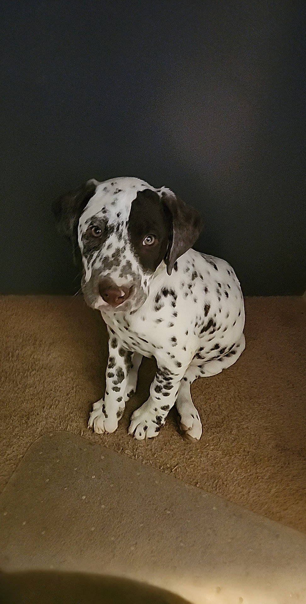 Poppy joined the competition — help win amazing prizes! canidae, carnivore, companion_dog, dalmatian, dog, dog_breed, dog_collar, dog_supply, fawn, non_sporting_group, paw, snout, sporting_group, terrestrial_animal, whiskers, working_animal, working_dog