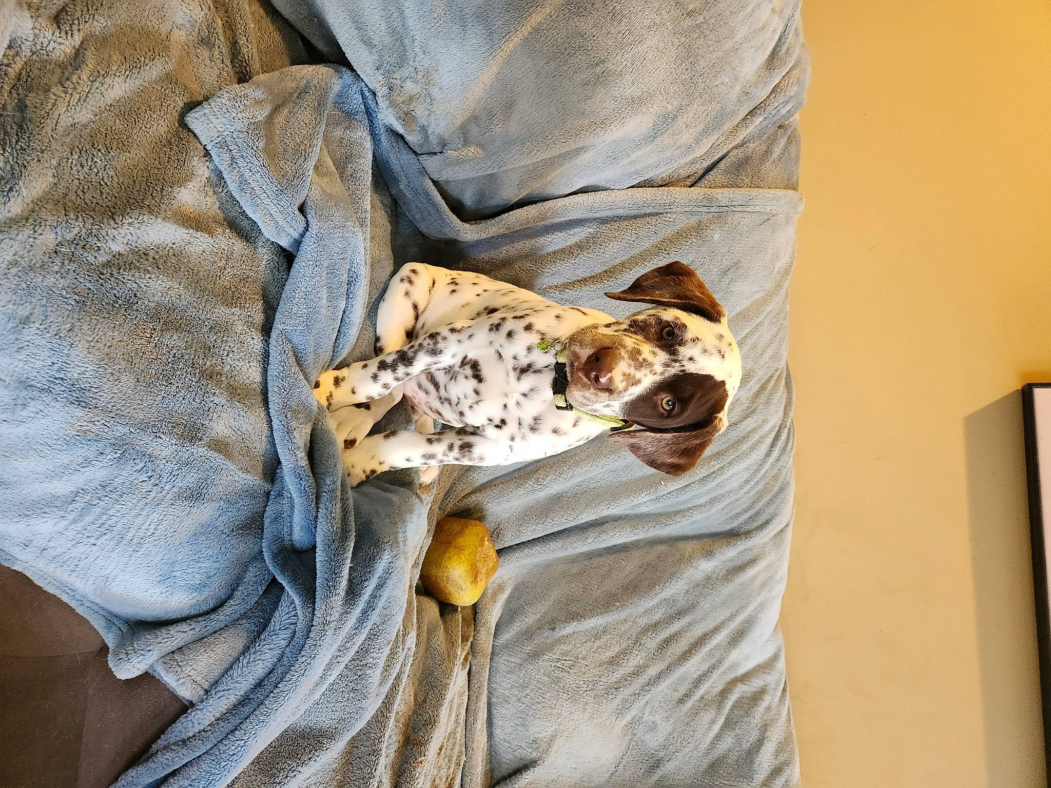 Poppy is registered to the contest to win money with this photo: denim, fish, human_leg, linens, military_camouflage, pattern, python, reptile, rock, safety_glove, sleeve, soil, t_shirt, textile, visual_arts, wood