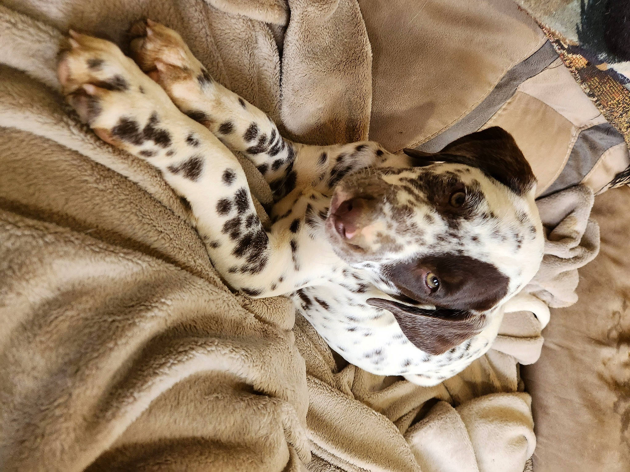 Poppy joined the competition — help win amazing prizes! canidae, carnivore, comfort, companion_dog, dog, dog_breed, dog_supply, fawn, felidae, fur, linens, pattern, paw, small_to_medium_sized_cats, snout, sporting_group, terrestrial_animal, whiskers, wildlife, working_animal