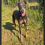 animal, canine, collar, doberman, dog, ears, fence, grass, greenery, happy, mammal, nature, outdoor, pet, playful, shadow, standing, summer, sunlight, tongue_out
