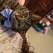 Tiger is registered to the contest to win money with this photo: bag, carnivore, cat, claw, comfort, domestic_short_haired_cat, eyewear, felidae, fur, pattern, paw, plant, room, small_to_medium_sized_cats, tail, textile, whiskers