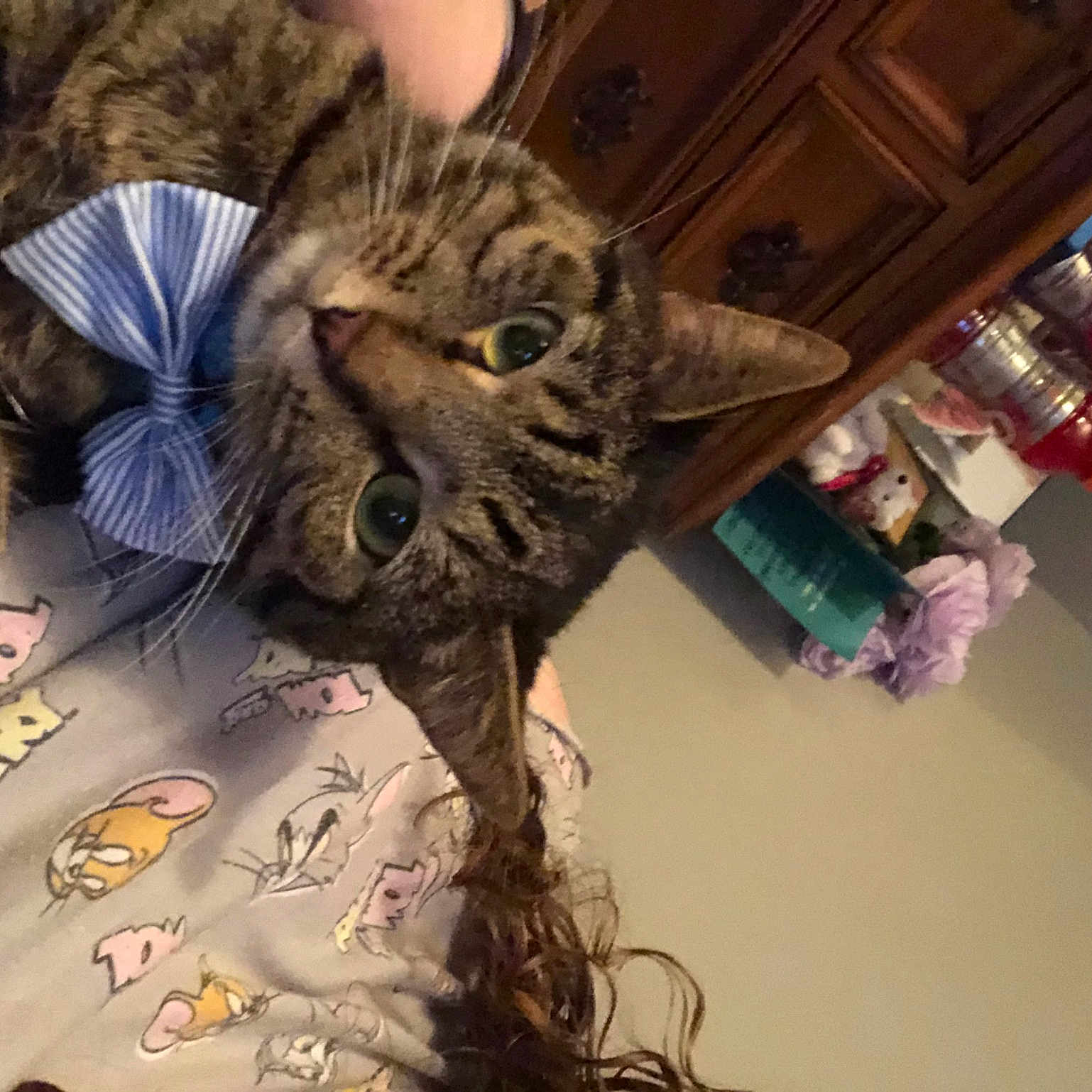 Tiger is registered to the contest to win money with this photo: bag, carnivore, cat, claw, comfort, domestic_short_haired_cat, eyewear, felidae, fur, pattern, paw, plant, room, small_to_medium_sized_cats, tail, textile, whiskers