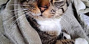 Marius participe au concours pour gagner de l'argent avec cette photo : cat, tabby_cat, pet, animal, feline, whiskers, green_eyes, close_up, blanket, soft_texture, cozy, indoor, fur, cute, resting, domestic_animal, curious, face, paw, lying_down