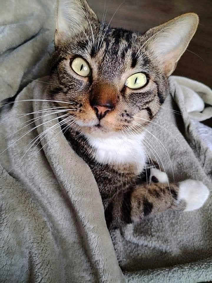 Marius