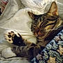 Marius a rejoint le concours — aidez-le/la à gagner de superbes lots ! cat, tabby, sleeping, paw, blanket, bed, comforter, cozy, feline, pet, indoor, resting, cute, fur, striped, animal, relaxation, warm, closeup, soft