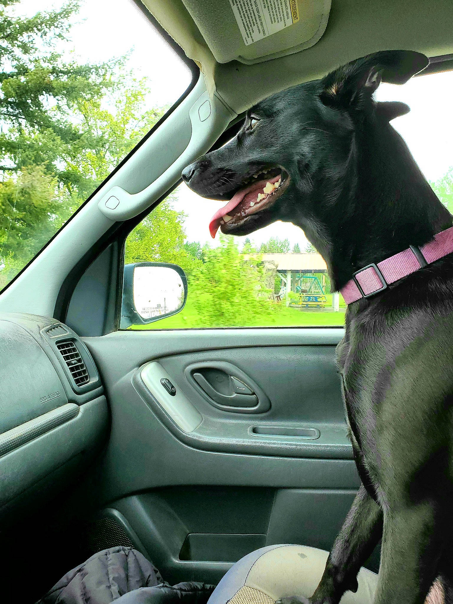 Zoey is registered to the contest to win money with this photo: automotive_exterior, automotive_mirror, automotive_window_part, car, car_seat, carnivore, collar, dog, dog_breed, dog_collar, fixture, glass, motor_vehicle, rear_view_mirror, snout, steering_part, steering_wheel, vehicle_door, vertebrate, windshield