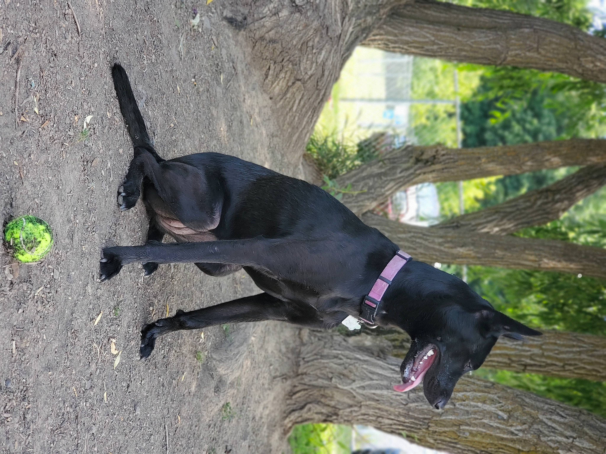 Zoey is registered to the contest to win money with this photo: borador, canidae, carnivore, collar, companion_dog, dog, dog_breed, dog_collar, leash, liver, pet_supply, shadow, snout, sporting_group, tail, trunk, working_animal, working_dog