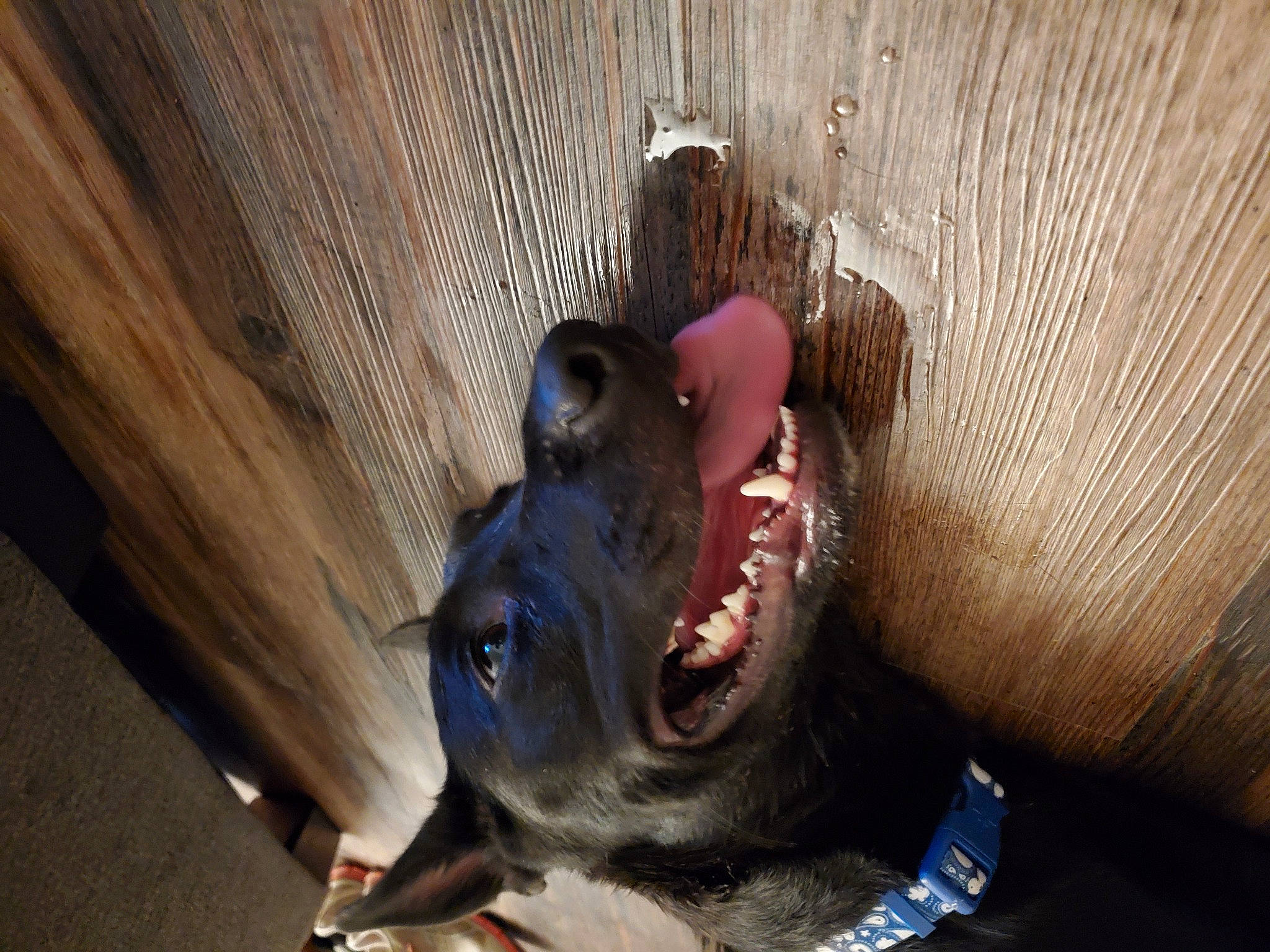 Zoey is registered to the contest to win money with this photo: canidae, carnivore, collar, companion_dog, dog, dog_breed, dog_collar, fang, fawn, hunting_dog, jaw, non_sporting_group, snout, sporting_group, tongue, tooth, working_animal, working_dog, yawn