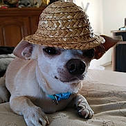 Pepito participe au concours pour gagner de l'argent avec cette photo : dog, small_dog, straw_hat, hat, pet, indoor, furniture, decor, collar, animal, resting, close_up, cute, beige, brown, fabric, table, portrait, relaxed, companion