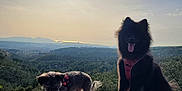 Ukiru a rejoint le concours — aidez-le/la à gagner de superbes lots ! animal, canine, clouds, dog, dogs, forest, fur, hills, landscape, nature, outdoor, pets, red_harness, sitting, sky, standing, stone_wall, sun, sunlight, tongue