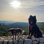 animal, canine, clouds, dog, dogs, forest, fur, hills, landscape, nature, outdoor, pets, red_harness, sitting, sky, standing, stone_wall, sun, sunlight, tongue