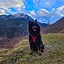 Ukiru a rejoint le concours — aidez-le/la à gagner de superbes lots ! animal, black_dog, canine, clouds, daytime, dog, grass, happy, hiking, hill, landscape, mountain, nature, outdoor, red_harness, scenic, sitting, sky, tongue_out, trees