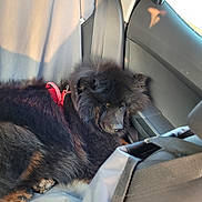 Ukiru a rejoint le concours — aidez-le/la à gagner de superbes lots ! animal, black_dog, canine, car_interior, car_seat, dog, domestic_animal, fluffy, fur, nap, pet, red_harness, relaxing, resting, seatbelt, sunlight, transportation, travel, vehicle, window