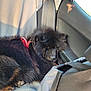 animal, black_dog, canine, car_interior, car_seat, dog, domestic_animal, fluffy, fur, nap, pet, red_harness, relaxing, resting, seatbelt, sunlight, transportation, travel, vehicle, window