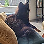 Ukiru participe au concours pour gagner de l'argent avec cette photo : animal, black_fur, bookshelf, calm, couch, dog, floor, fluffy, furniture, home, indoor, living_room, modern, pet, pillow, plant, relaxing, resting, tile_floor, window
