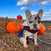 Albie joined the competition — help win amazing prizes! dog, puppy, french_bulldog, pumpkin, straw, autumn, fall, outdoor, blue_sky, cloud, field, animal, cute, pet, nature, seasonal, costume, young, portrait, sitting