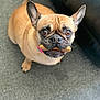 Ruby is registered to the contest to win money with this photo: dog, french_bulldog, pet, bone, treat, carpet, indoor, animal, brown, cute, looking_up, ears_up, snout, collar, playful, domestic, mammal, companion, closeup, expression