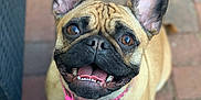 Ruby joined the competition — help win amazing prizes! dog, french_bulldog, pet, animal, smiling, ears, collar, pink_collar, brick_patio, outdoor, canine, close_up, happy, tongue, teeth, brown_eyes, wrinkles, sitting, looking_up, cute