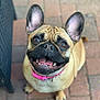 dog, french_bulldog, pet, animal, smiling, ears, collar, pink_collar, brick_patio, outdoor, canine, close_up, happy, tongue, teeth, brown_eyes, wrinkles, sitting, looking_up, cute