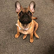 Ruby is registered to the contest to win money with this photo: dog, puppy, french_bulldog, pet, indoor, carpet, collar, bow, brown, cute, small_dog, ears, sitting, looking_up, animal, companion, domestic, young, adorable, canine