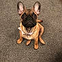 dog, puppy, french_bulldog, pet, indoor, carpet, collar, bow, brown, cute, small_dog, ears, sitting, looking_up, animal, companion, domestic, young, adorable, canine