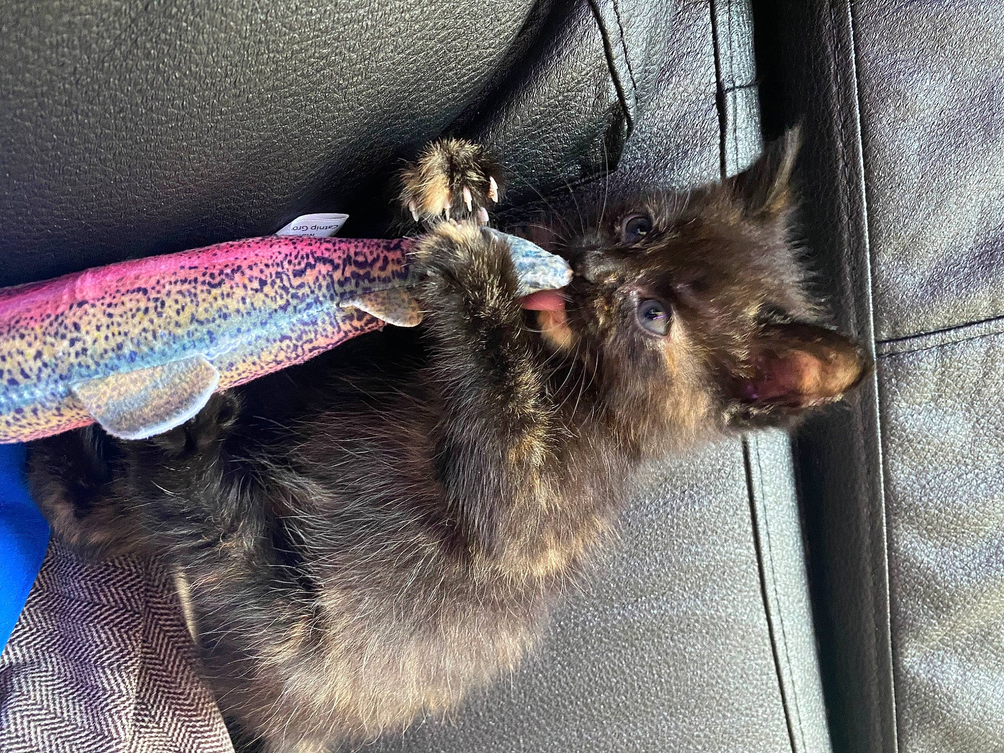 Fish is registered to the contest to win money with this photo: canidae, carnivore, cat, dog, dog_breed, ear, fur