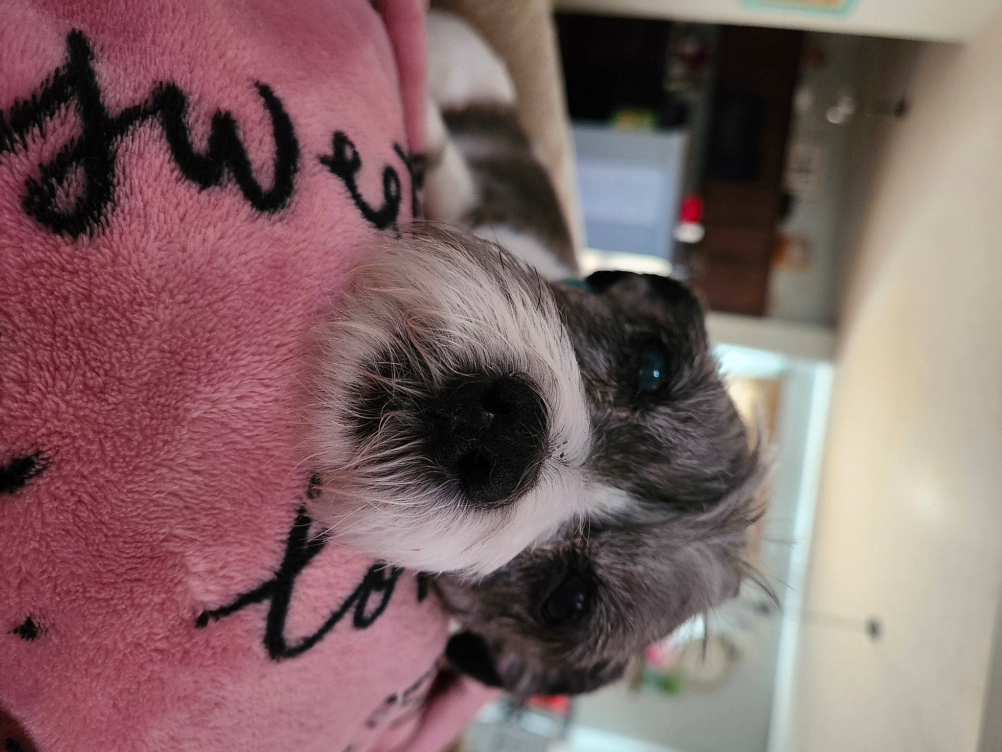 Roo joined the competition — help win amazing prizes! audio_equipment, canidae, carmine, carnivore, companion_dog, dog_breed, eyelash, eyewear, fawn, font, fur, handwriting, jewellery, magenta, pattern, tattoo, temporary_tattoo, toy, toy_dog, whiskers