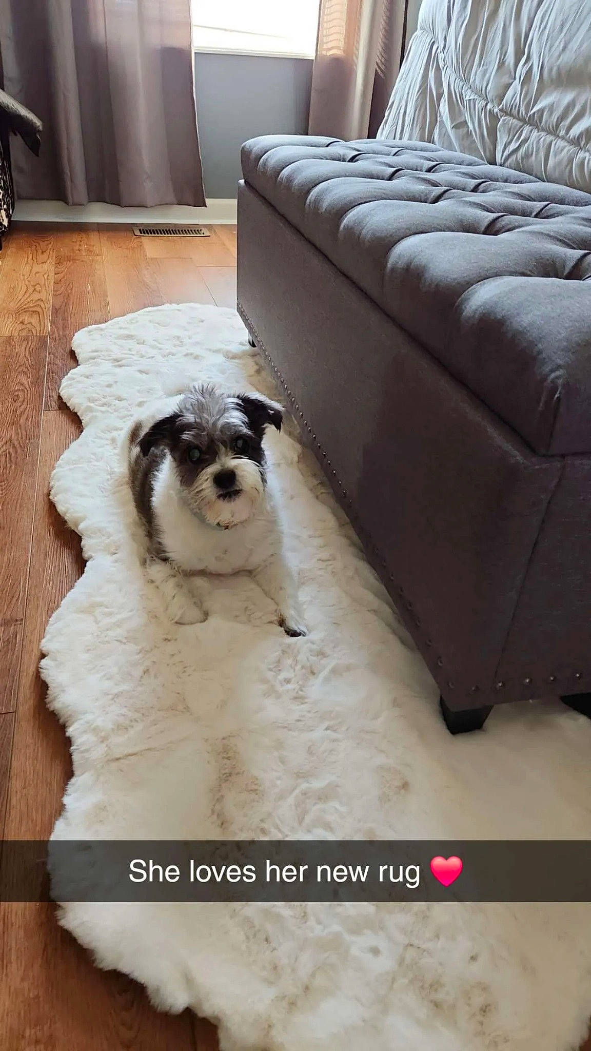 Roo joined the competition — help win amazing prizes! canidae, carnivore, comfort, companion_dog, couch, dog, dog_breed, fawn, floor, flooring, fur, hardwood, living_room, poodle, room, sporting_group, studio_couch, toy_dog, wood, working_animal