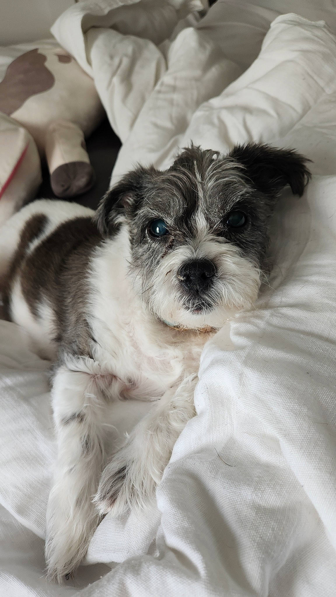 Roo is registered to the contest to win money with this photo: canidae, carnivore, companion_dog, dog, dog_breed, dog_collar, fur, mal_shi, maltepoo, non_sporting_group, pattern, puppy, puppy_love, small_terrier, snout, sporting_group, terrier, toy_dog, water_dog, working_animal