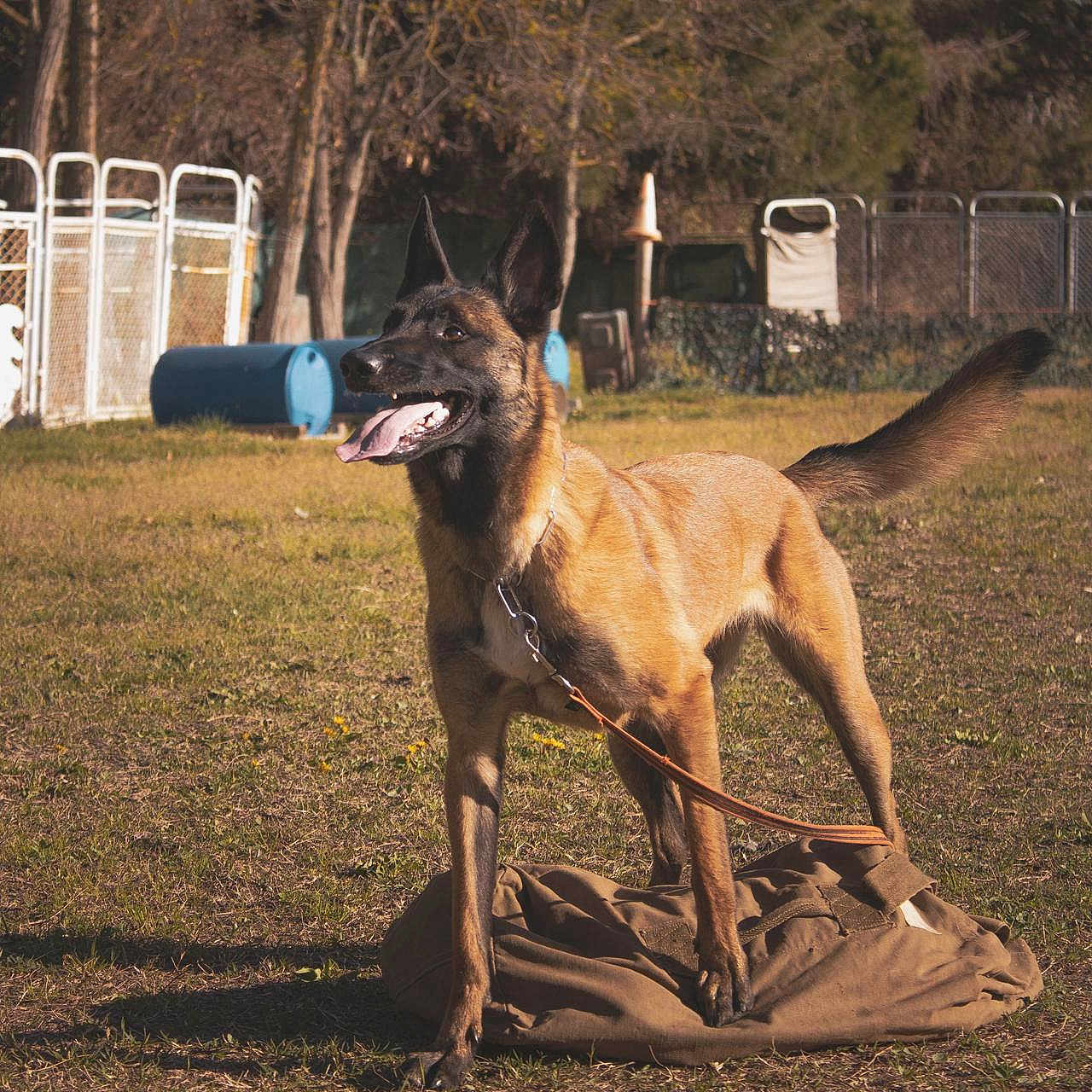 Marla