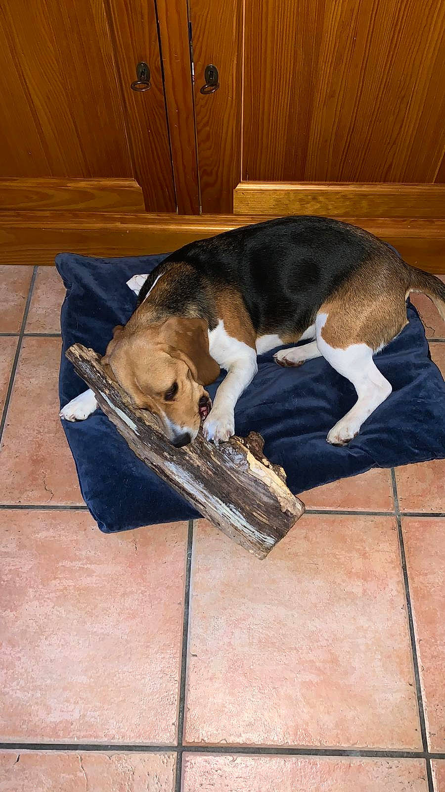 Oseille a rejoint le concours — aidez-le/la à gagner de superbes lots ! american_foxhound, beagle, canidae, carnivore, dog, dog_breed, floor, flooring, grand_anglo_francais_tricolore, hardwood, tile