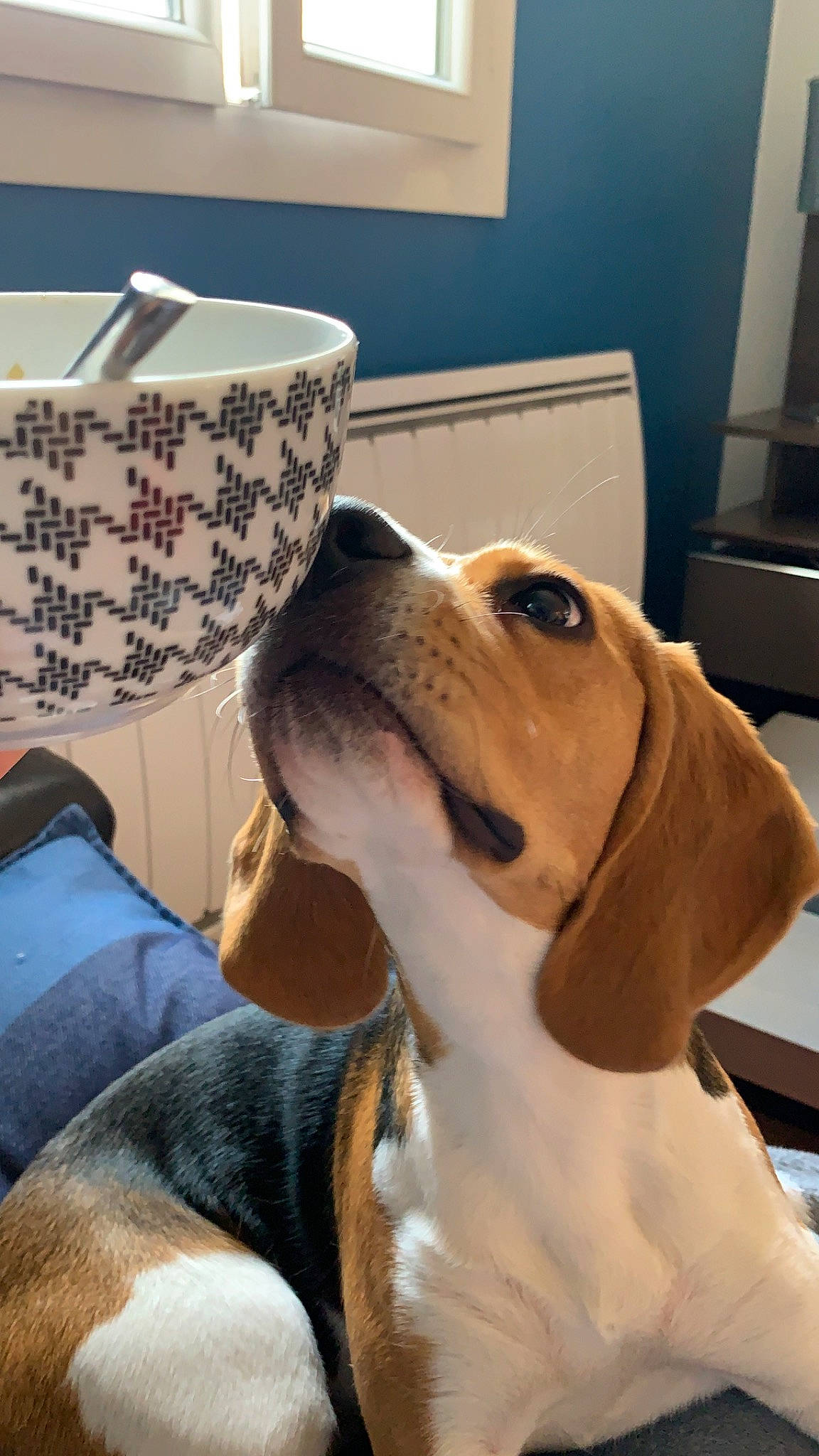 Oseille a rejoint le concours — aidez-le/la à gagner de superbes lots ! american_foxhound, basset_artesien_normand, beagle, beagle_harrier, canidae, carnivore, dog, dog_breed, drever, english_foxhound, harrier, hound, mammal, nose, pocket_beagle, schweizer_laufhund, snout, sporting_group, treeing_walker_coonhound, vertebrate