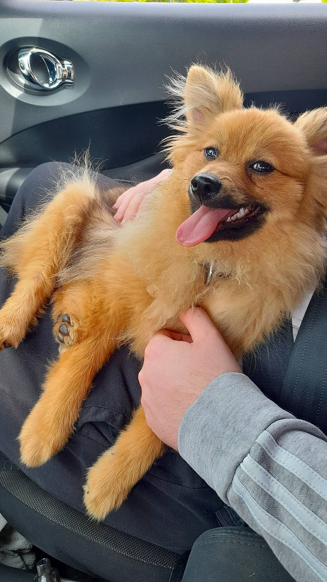 Châtaigne a rejoint le concours — aidez-le/la à gagner de superbes lots ! alloywheel, animal, bodypart, canine, car, carwheel, cat, dog, finger, hand, machine, person, pet, puppy, spoke, terrier, tire, transportation, vehicle, wheel