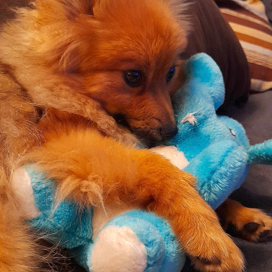 Châtaigne a rejoint le concours — aidez-le/la à gagner de superbes lots ! adult, animal, canine, cockerspaniel, couch, cushion, dog, furniture, goldenretriever, homedecor, hound, male, man, papillon, person, pet, plush, puppy, terrier, toy