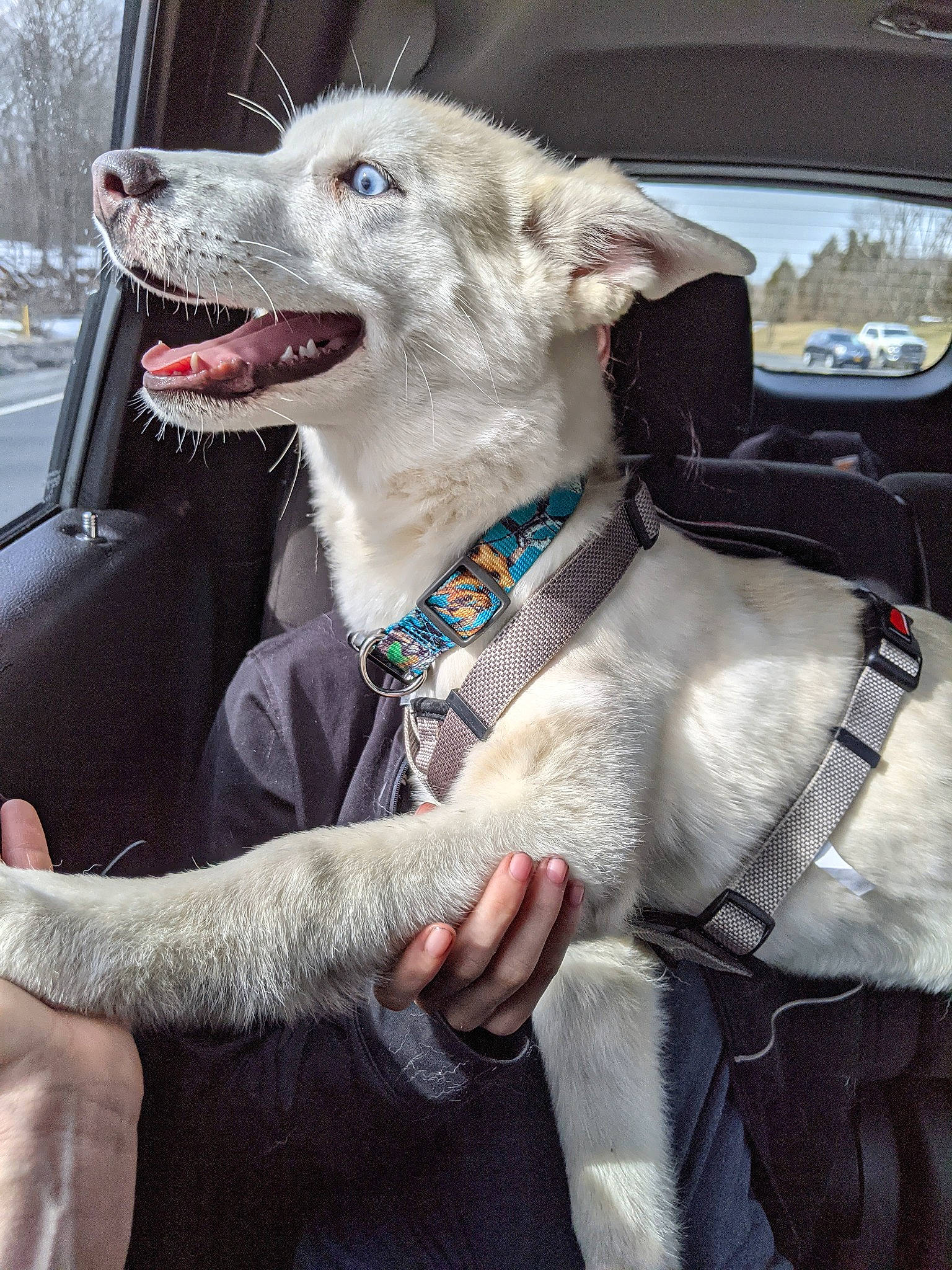 Bogger joined the competition — help win amazing prizes! canidae, car, carnivore, collar, companion_dog, dog, dog_breed, dog_collar, dog_supply, fang, fawn, fur, leash, mammal, snout, sporting_group, vehicle, vehicle_door, windshield, working_animal