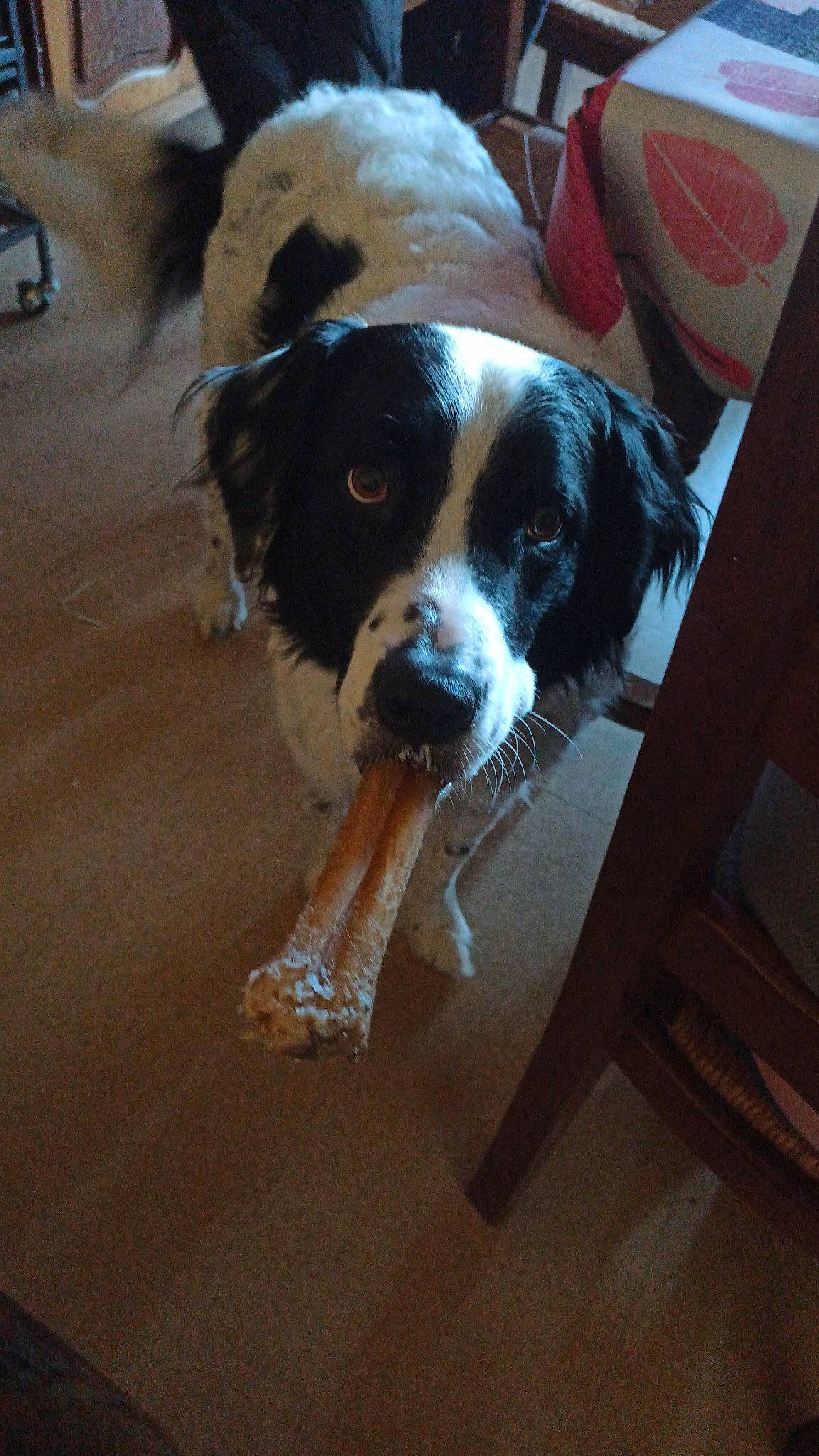 Max participe au concours pour gagner de l'argent avec cette photo : canidae, chair, collar, companion_dog, dog, dog_breed, floor, flooring, gun_dog, hardwood, sporting_group, wood, working_animal, working_dog