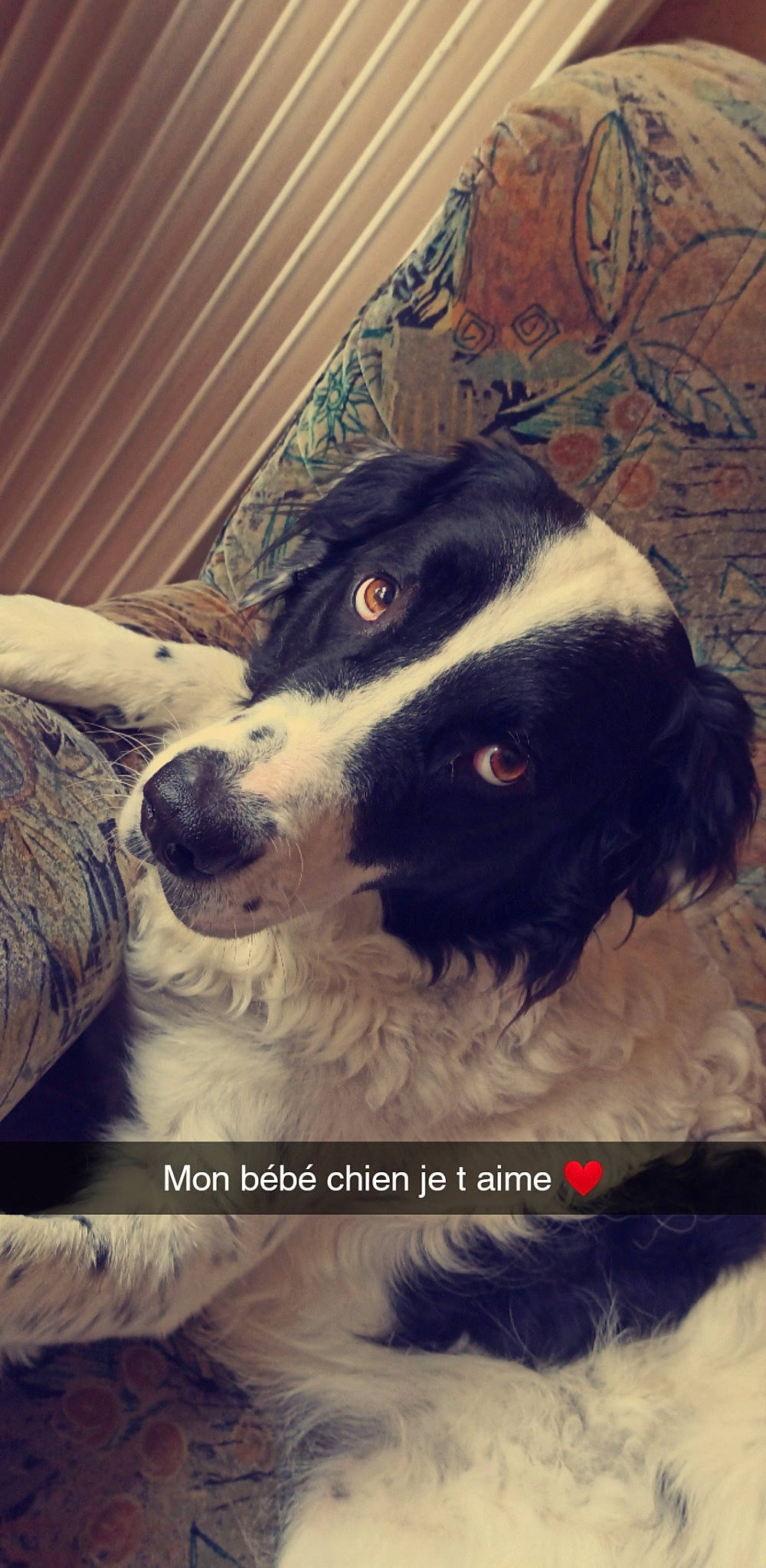 Max participe au concours pour gagner de l'argent avec cette photo : border_collie, canidae, carnivore, cloud, comfort, companion_dog, dog, dog_breed, eye, fur, happy, love, sky, snout, spaniel, sporting_group, square, whiskers, working_animal, working_dog