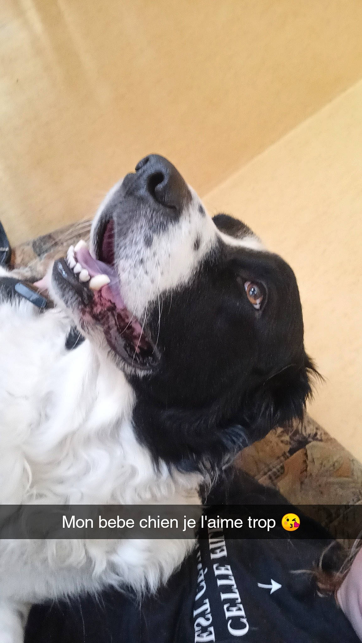 Max participe au concours pour gagner de l'argent avec cette photo : borador, canidae, carnivore, collar, companion_dog, dog, dog_breed, dog_collar, fang, font, fur, gun_dog, happy, photo_caption, whiskers, working_animal, working_dog