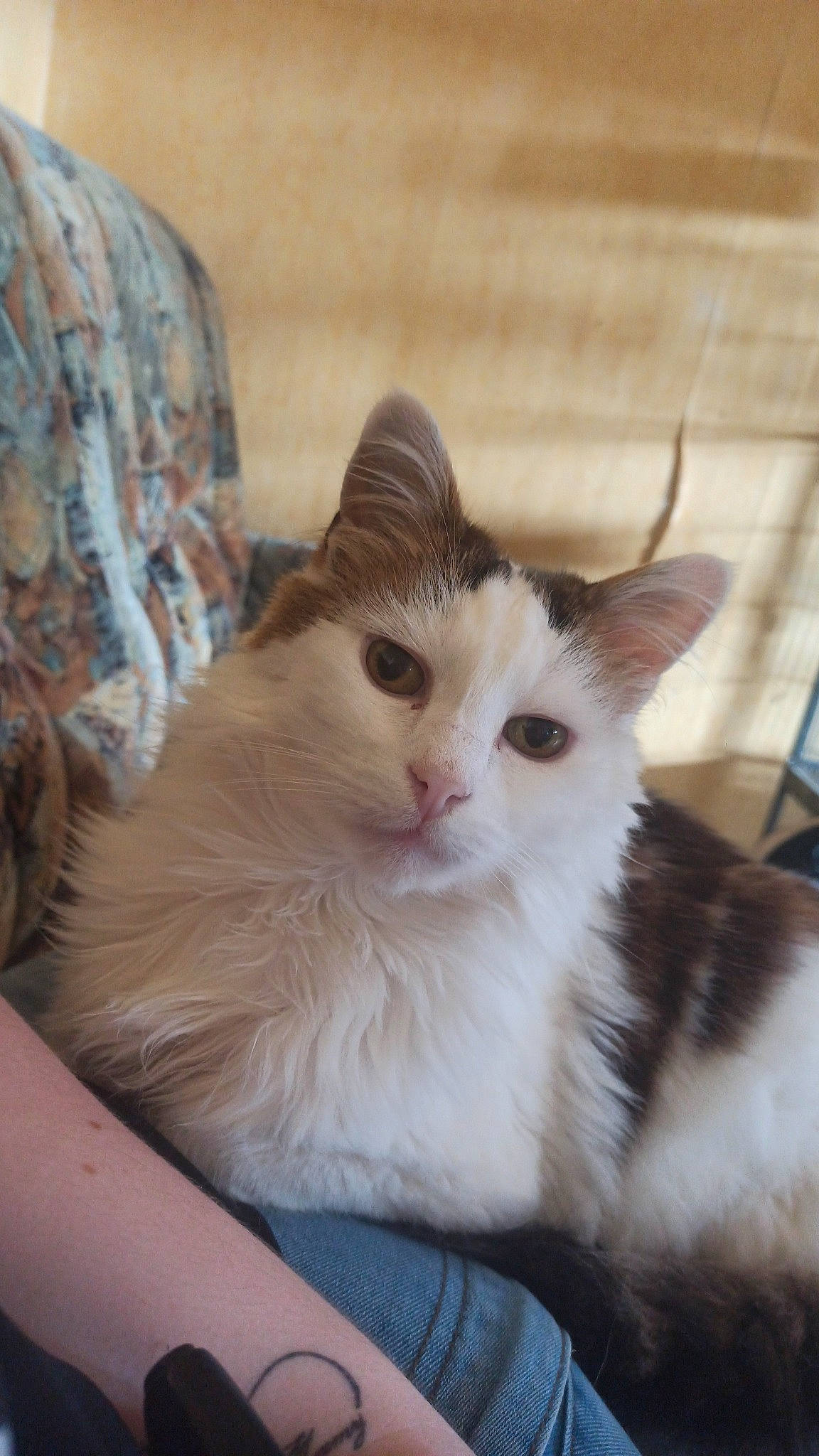 Bouba participe au concours pour gagner de l'argent avec cette photo : box, carnivore, cat, claw, comfort, domestic_short_haired_cat, eye, fawn, felidae, fur, paw, sitting, small_to_medium_sized_cats, snout, terrestrial_animal, whiskers, wood